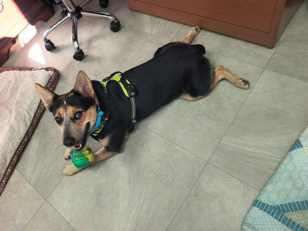 Enlarge Miller, a Adoptable mixed breed in Labelle, FL image 1/3