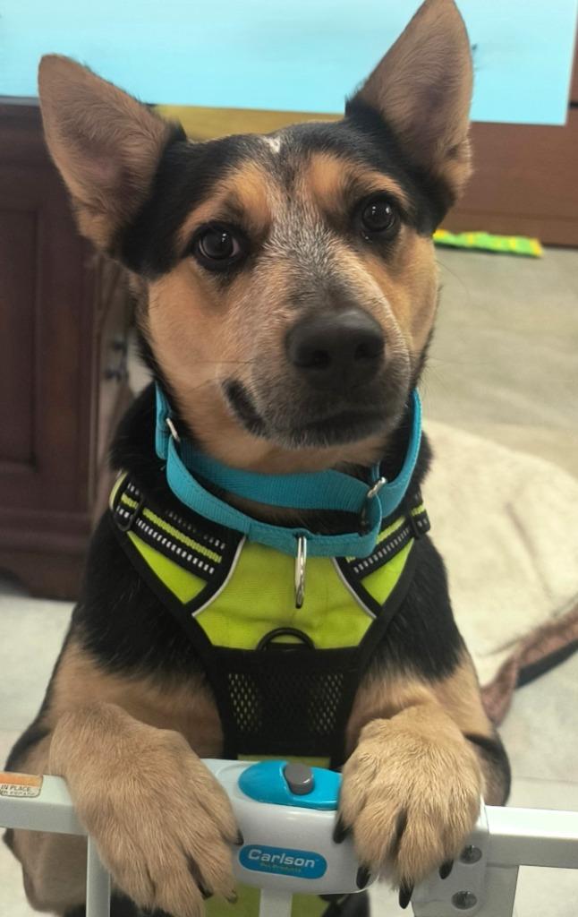 Enlarge Miller, a Adoptable mixed breed in Labelle, FL image 2/3