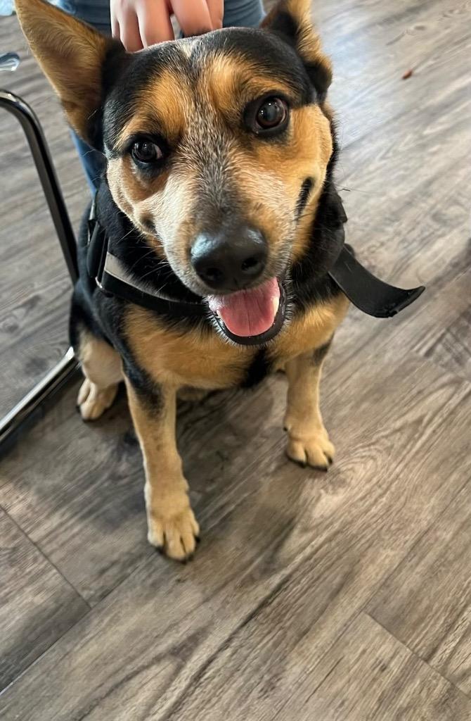 Enlarge Miller (Foster), a Adoptable mixed breed in Labelle, FL image 1/1