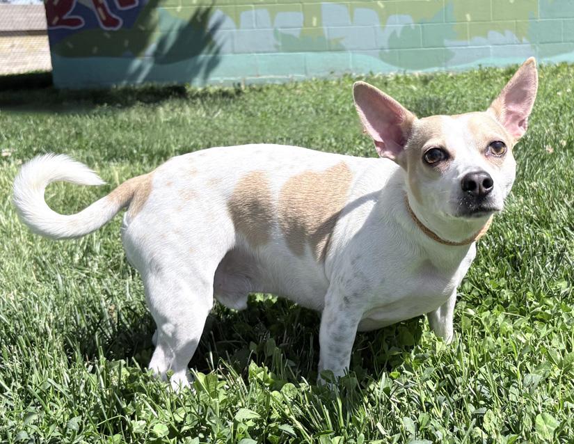 Rosco, a ADOPTABLE mixed breed in Columbus, IN image 2/2