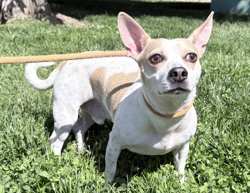 Rosco, a ADOPTABLE mixed breed in Columbus, IN image 1/2