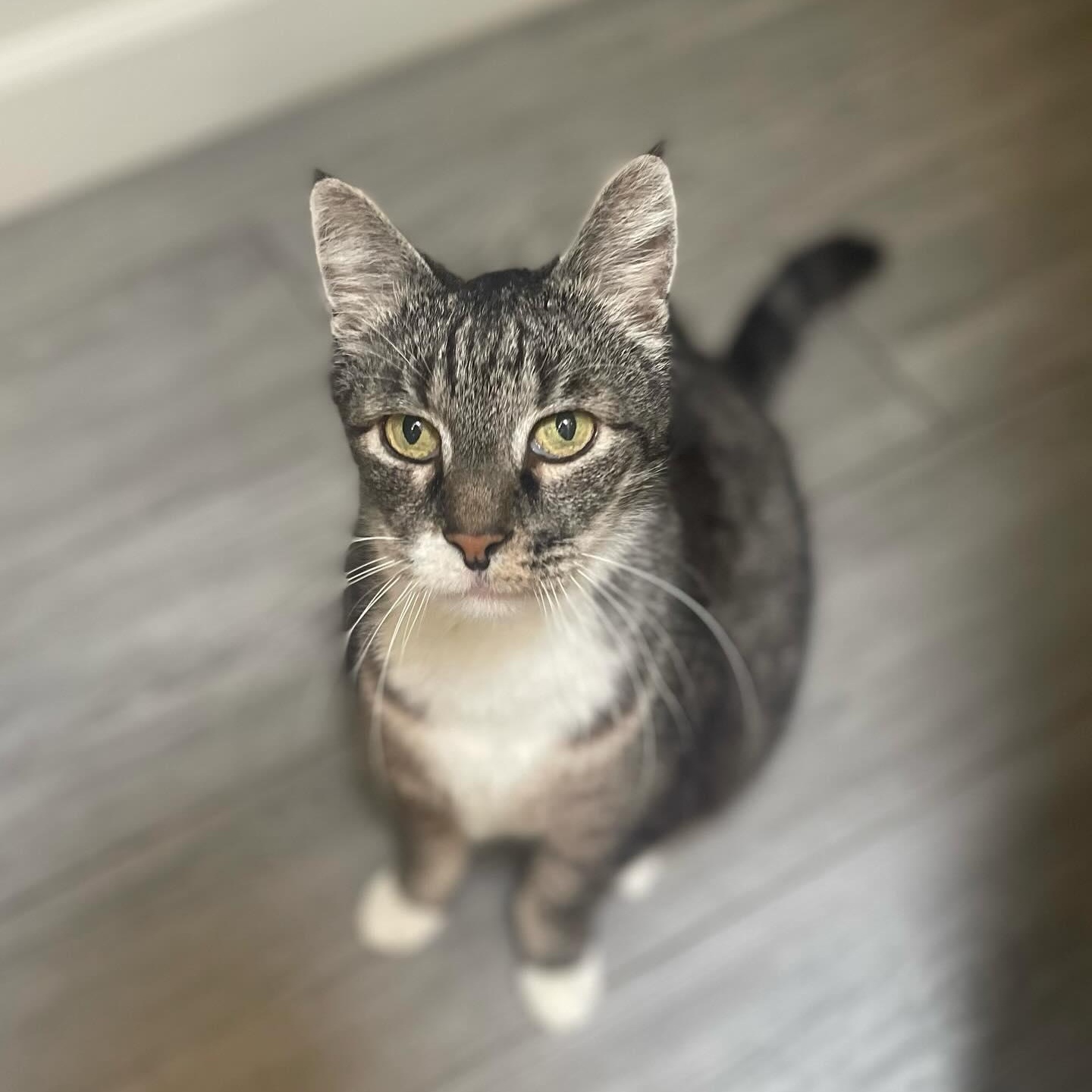 Will, a Adoptable Domestic Medium Hair in Hollister, CA image 2/2