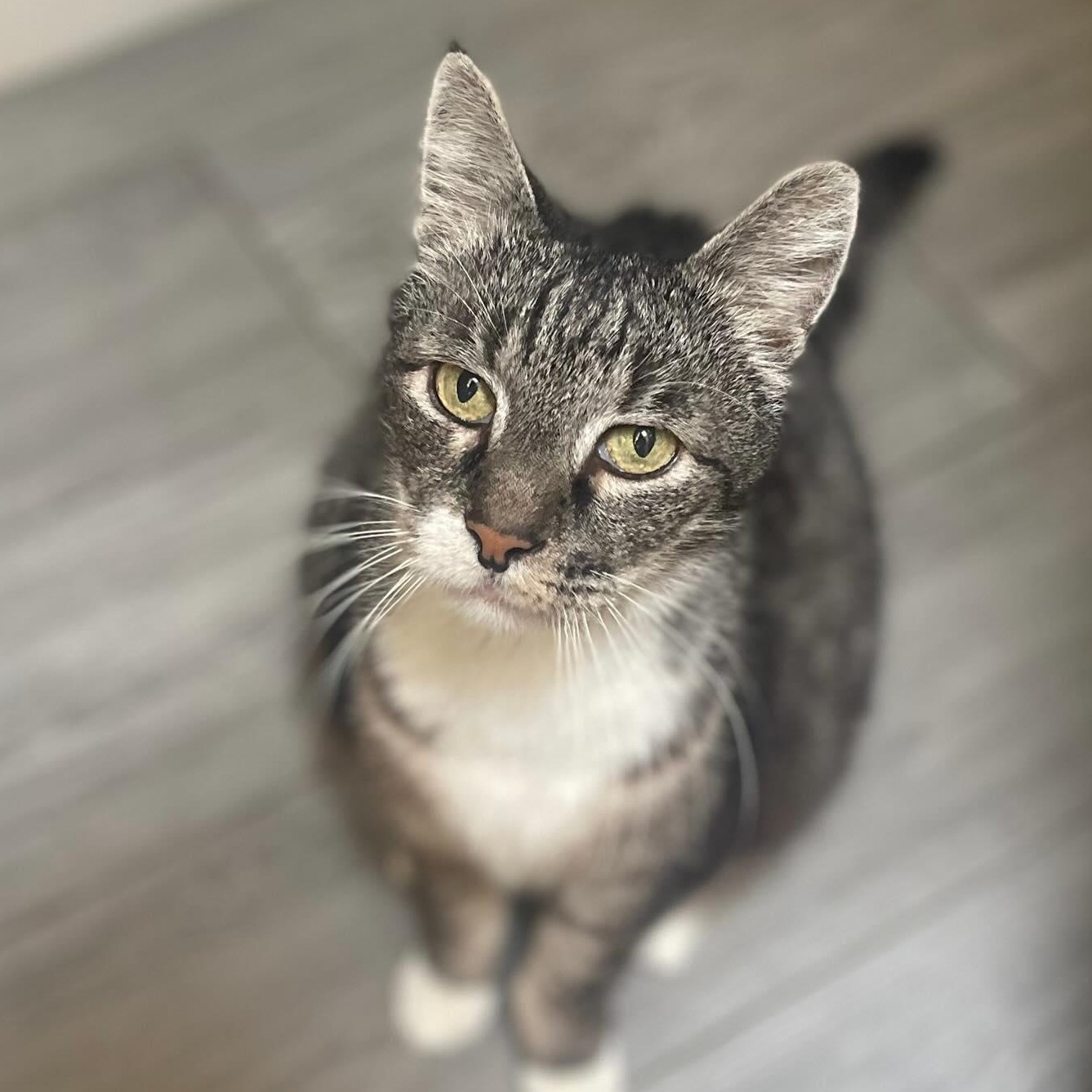 Will, Senior Male Domestic Medium Hair