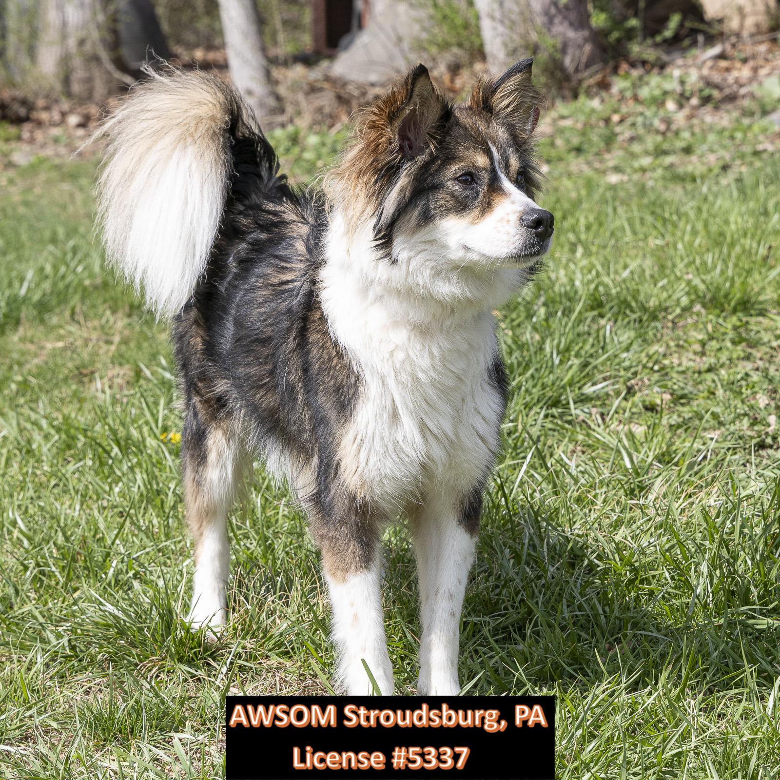Enlarge Diamond, an adopted mixed breed in Stroudsburg, PA image 2/3