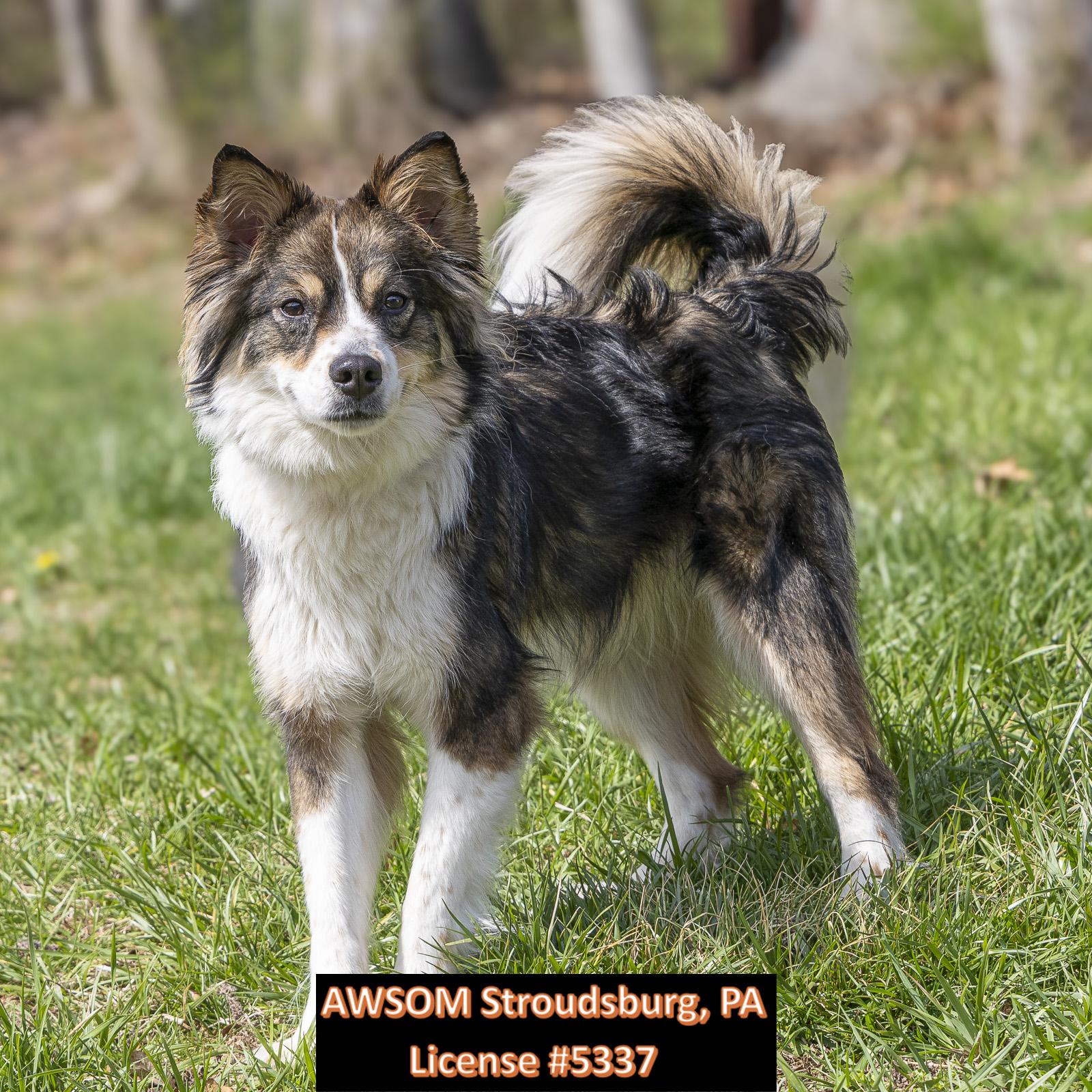 Enlarge Diamond, an adopted mixed breed in Stroudsburg, PA image 3/3