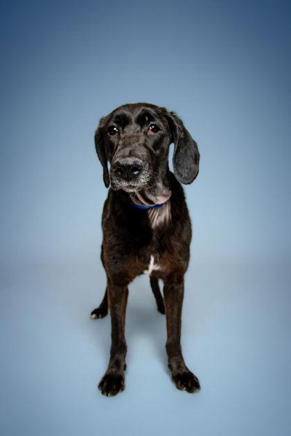 Enlarge Freya, a Adoptable mixed breed in Knoxville, TN image 1/3