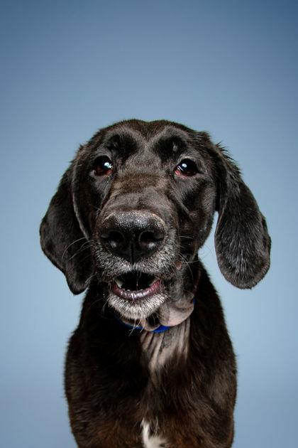 Enlarge Freya, a Adoptable mixed breed in Knoxville, TN image 2/3