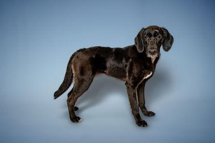 Enlarge Freya, a Adoptable mixed breed in Knoxville, TN image 3/3