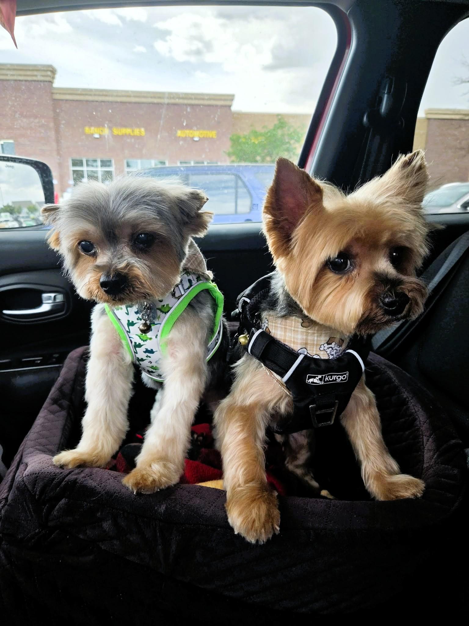Rudy, an adopted Yorkshire Terrier in Salt Lake City, UT image 5/5