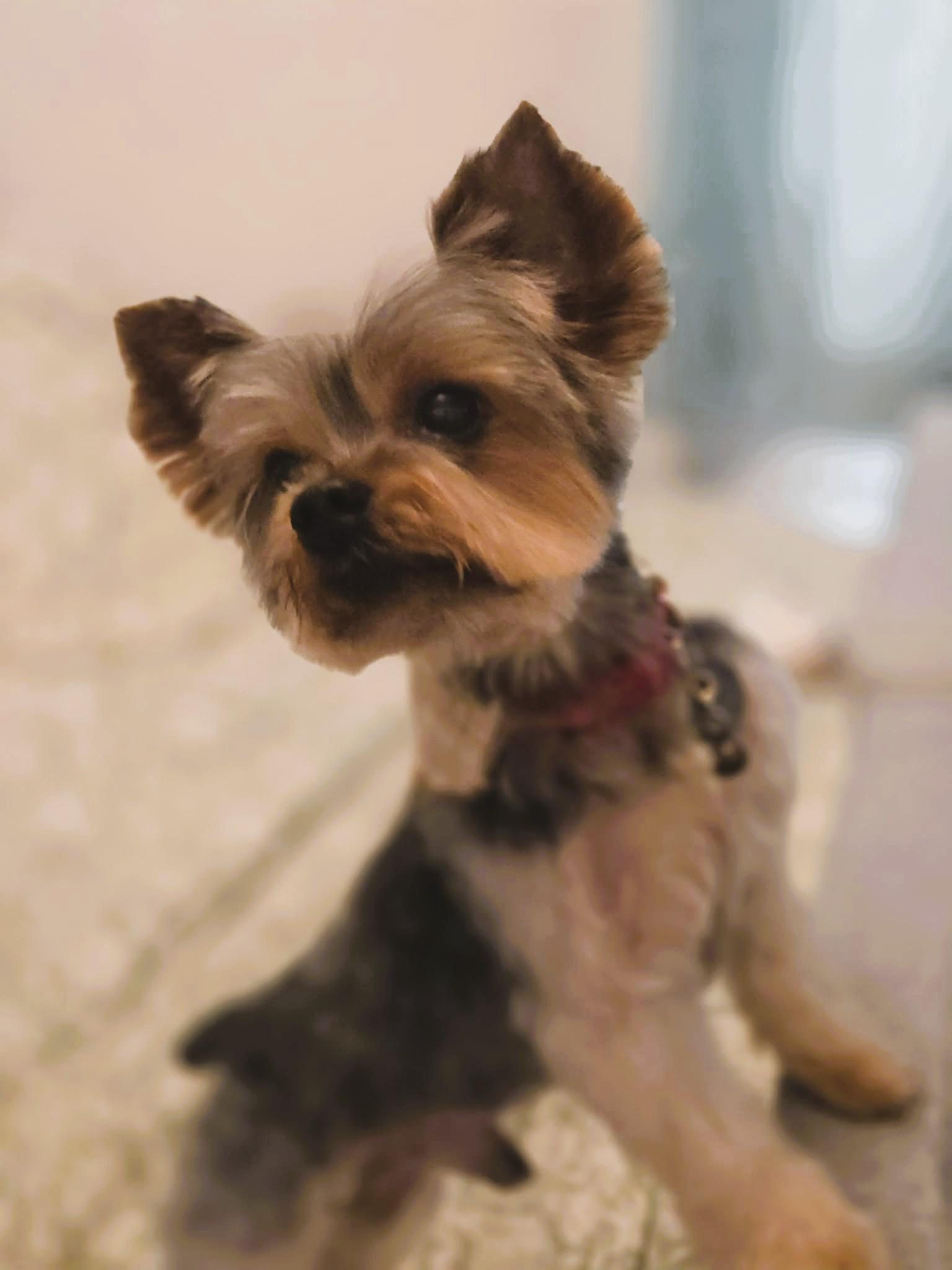 Rudy, an adopted Yorkshire Terrier in Salt Lake City, UT image 4/5