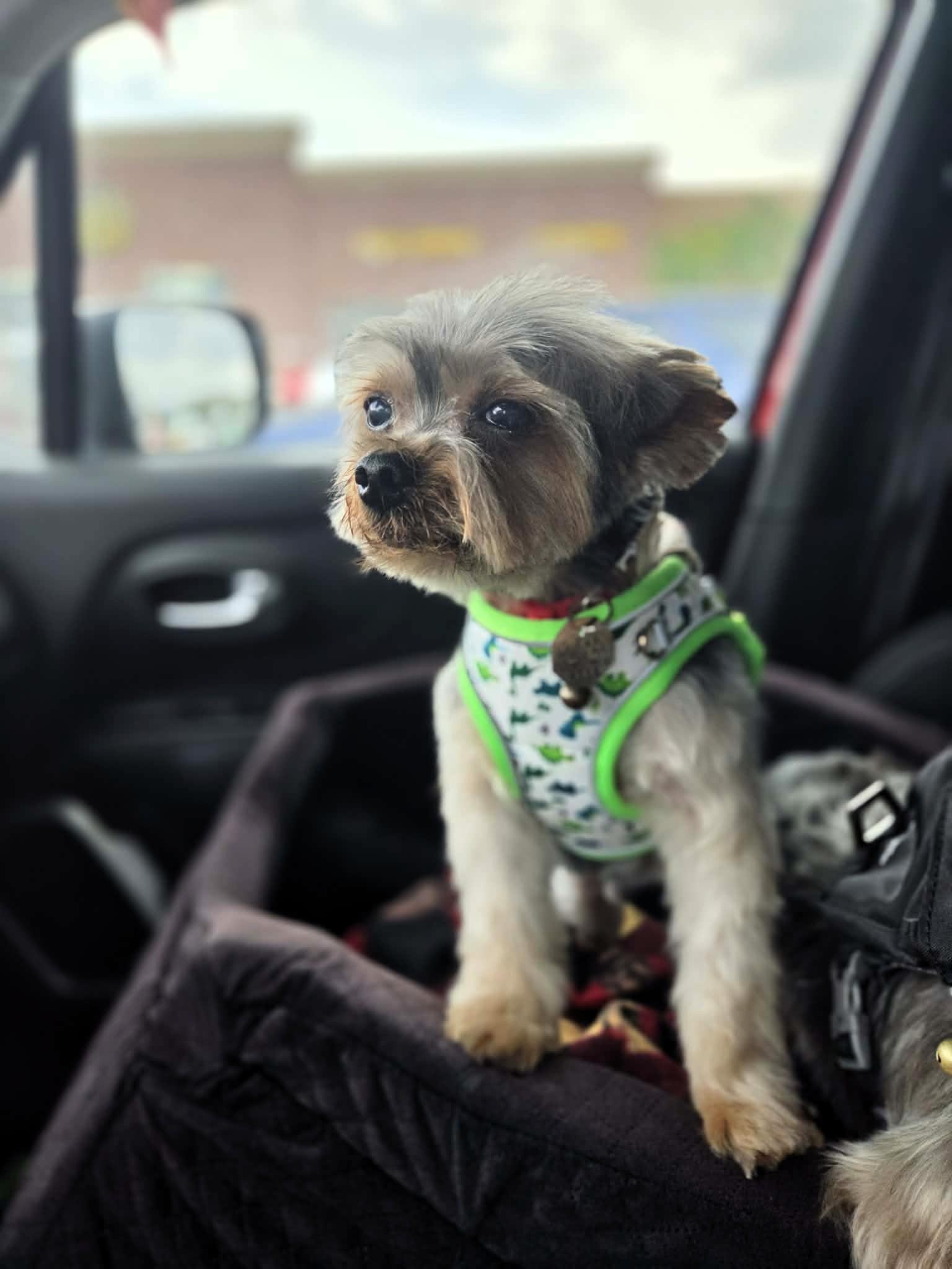 Rudy, an adopted Yorkshire Terrier in Salt Lake City, UT image 3/5