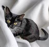 Enlarge Lavenia, a Adoptable mixed breed in Portsmouth, OH image 1/1