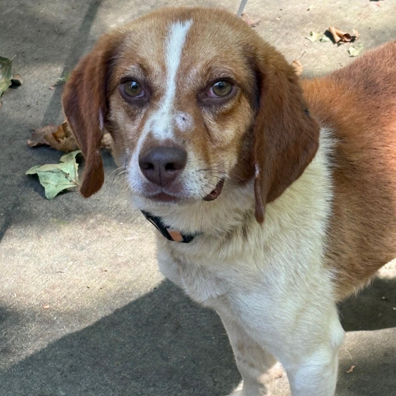 Enlarge River, a ADOPTABLE Beagle in Fincastle, VA image 1/1