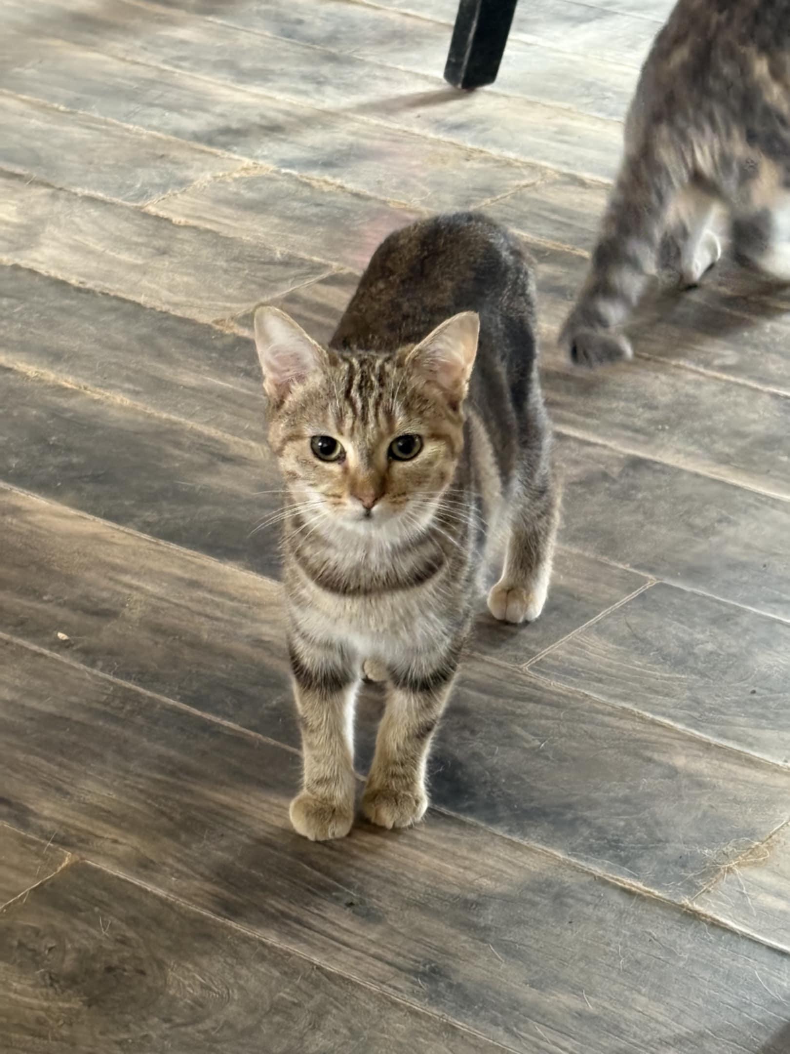 Enlarge Margo, a Adoptable Domestic Short Hair in Nicholasville, KY image 1/1