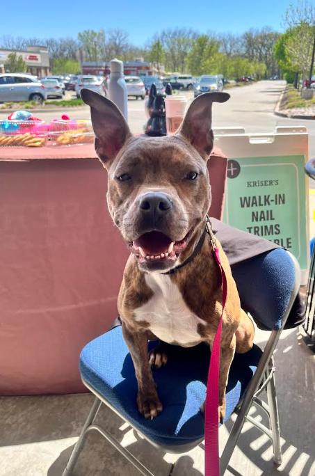 Sandy, a ADOPTABLE mixed breed in Cicero, IL image 1/3