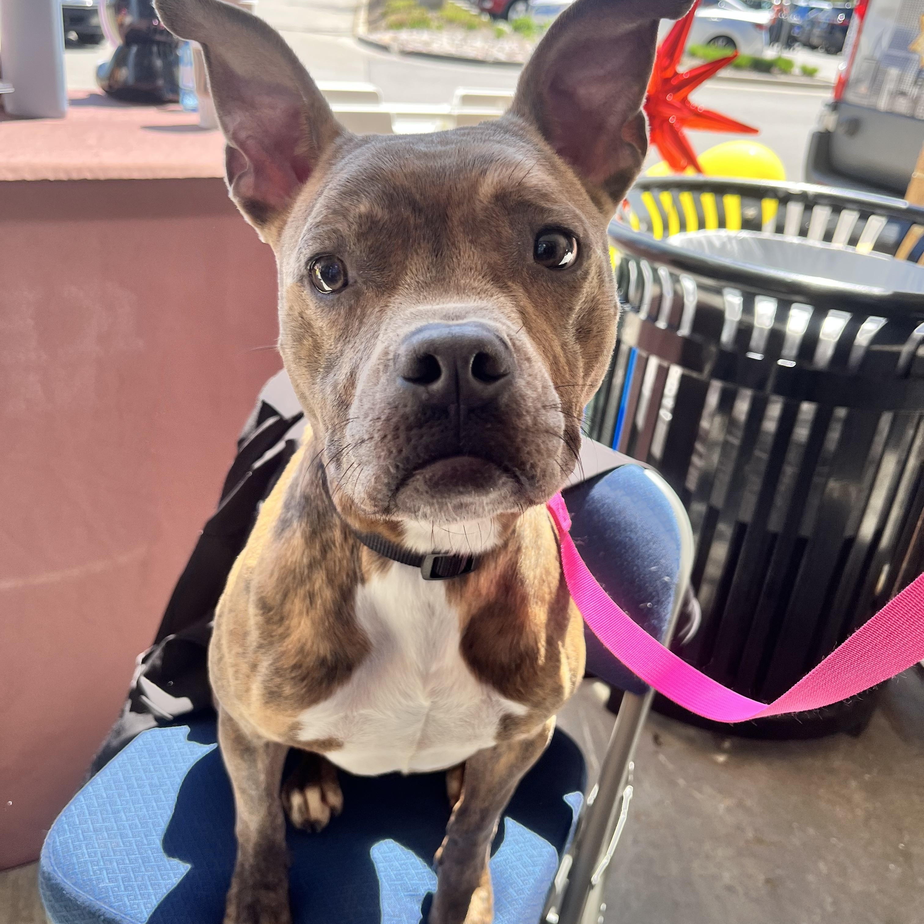 Sandy, a ADOPTABLE mixed breed in Cicero, IL image 2/3