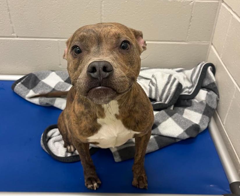 Sandy, a ADOPTABLE mixed breed in Cicero, IL image 3/3