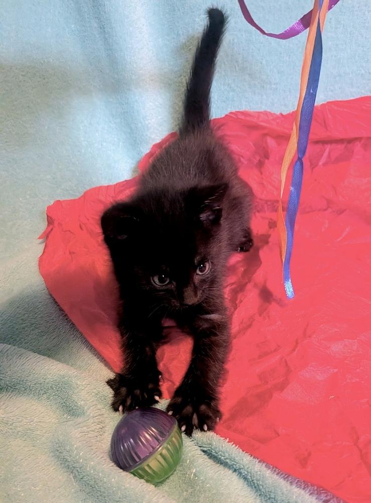 Archer, Adoptable, Kitten Male Domestic Short Hair.