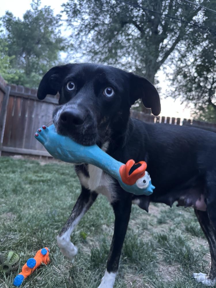 Enlarge Aurora, a Adoptable mixed breed in Parker, CO image 1/5