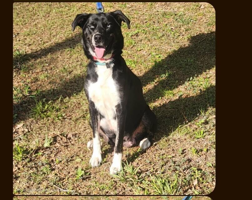Enlarge Aurora, a Adoptable mixed breed in Parker, CO image 2/5