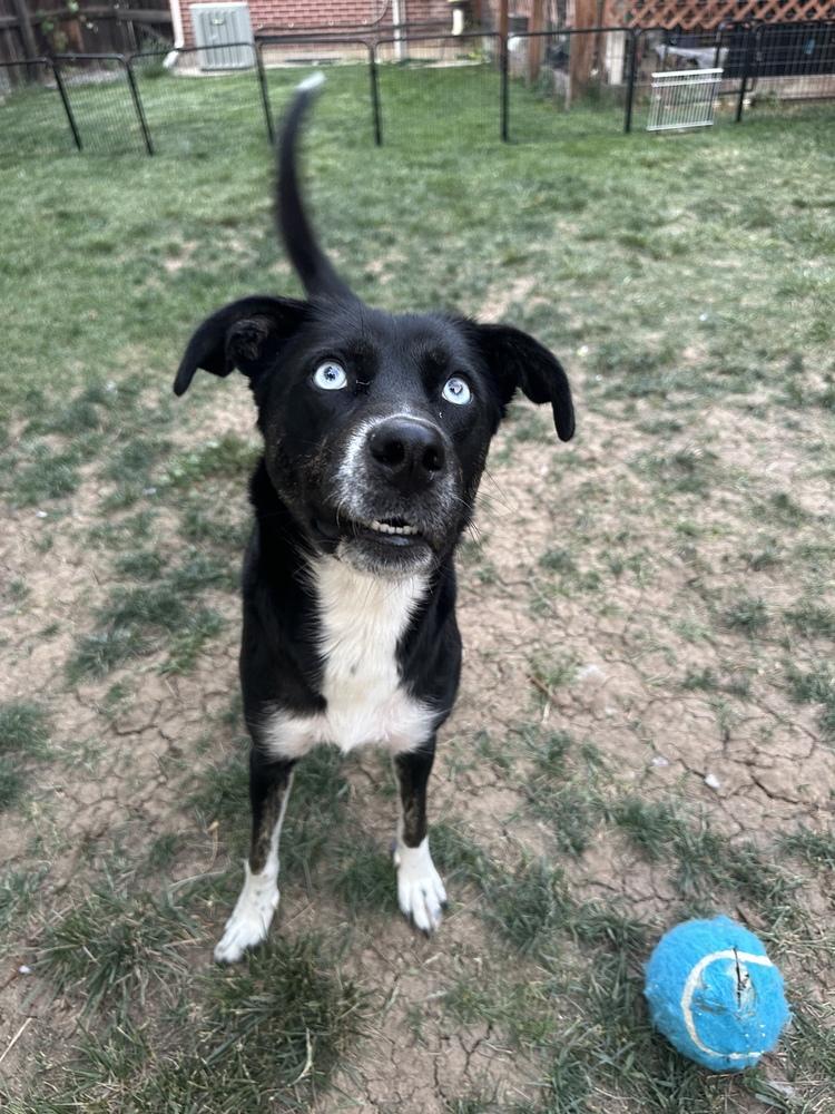 Enlarge Aurora, a Adoptable mixed breed in Parker, CO image 4/5