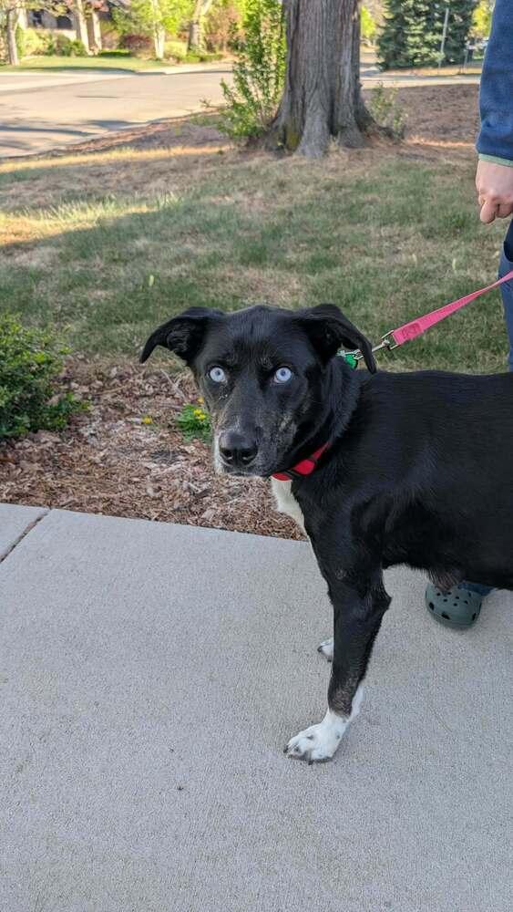 Enlarge Aurora, a Adoptable mixed breed in Parker, CO image 5/5