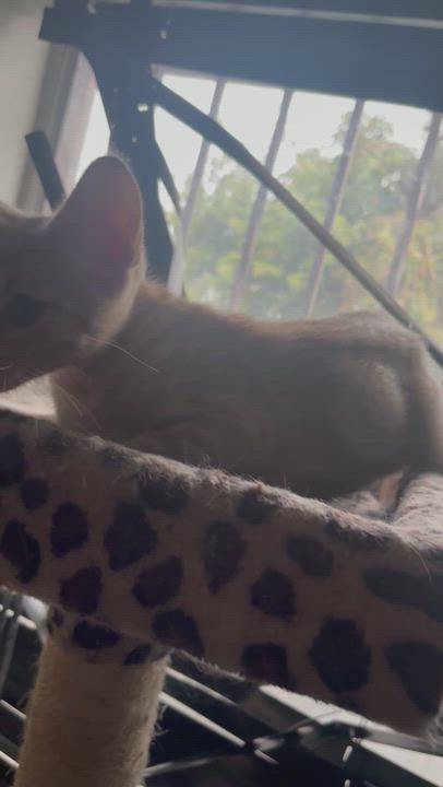 Enlarge Gus , a Adopted mixed breed video 3/5