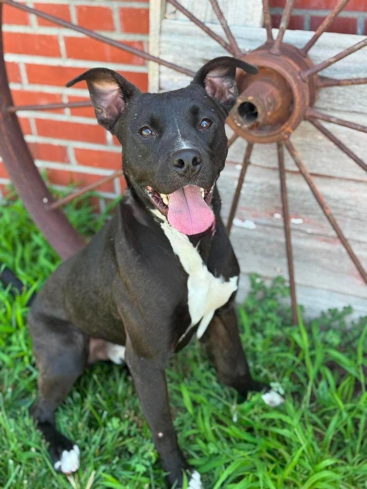 Enlarge Obie, a Adoptable mixed breed in Lincoln, NE image 1/1
