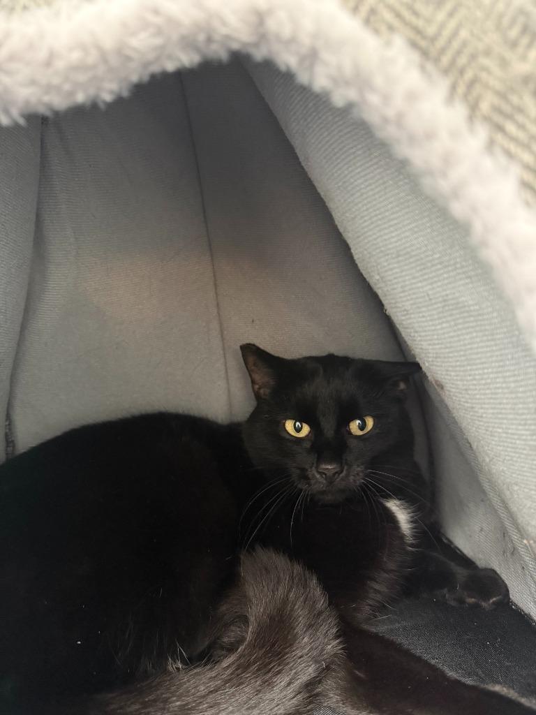 Enlarge Panther, a Adoptable mixed breed in Brookings, OR image 1/1