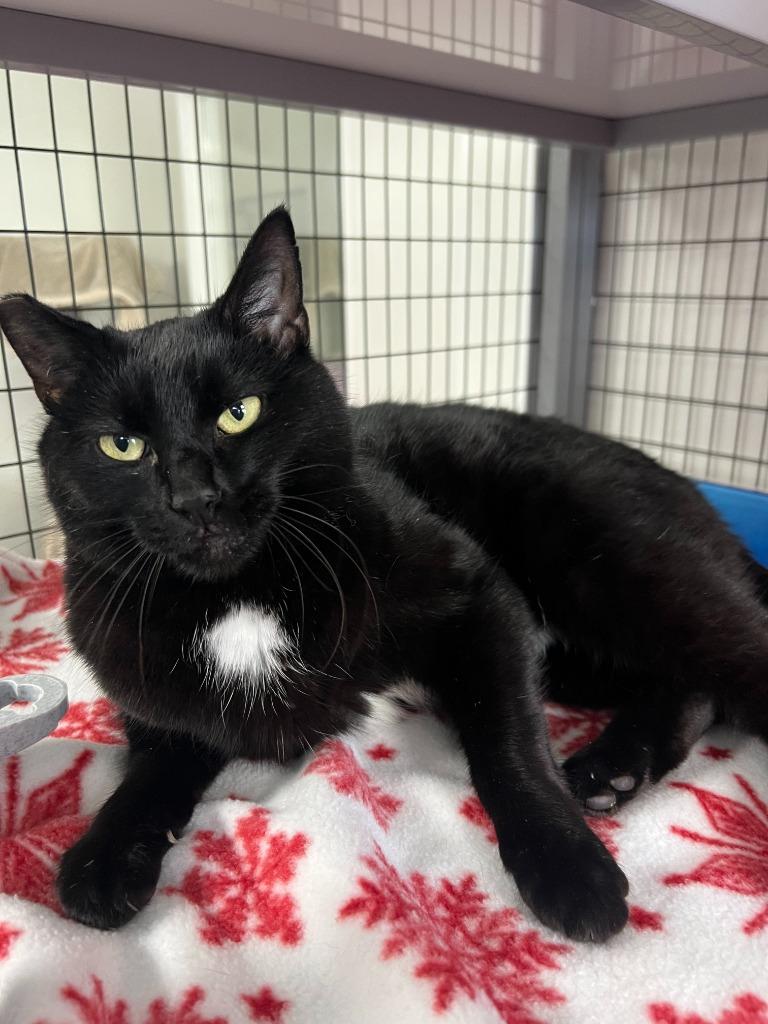 Enlarge Panther, a Adoptable mixed breed in Brookings, OR image 1/1
