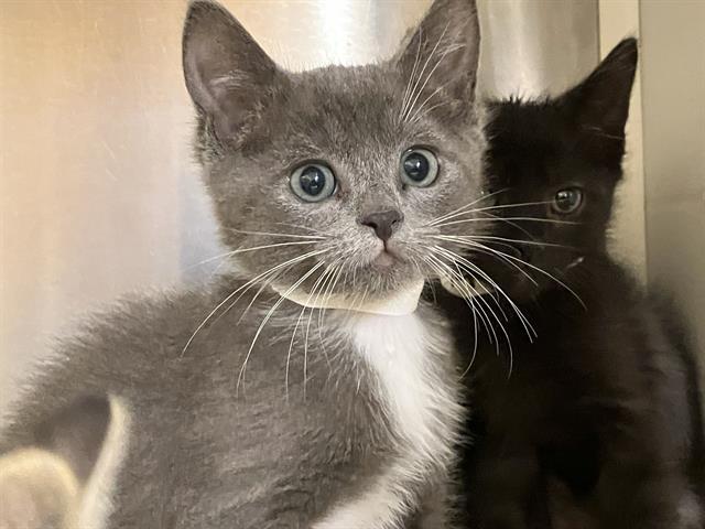 DUCATI, Adoptable, Kitten Female Domestic Long Hair.