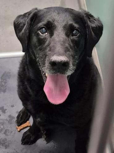 Dallas, ADOPTABLE, Adult Female Black Labrador Retriever.