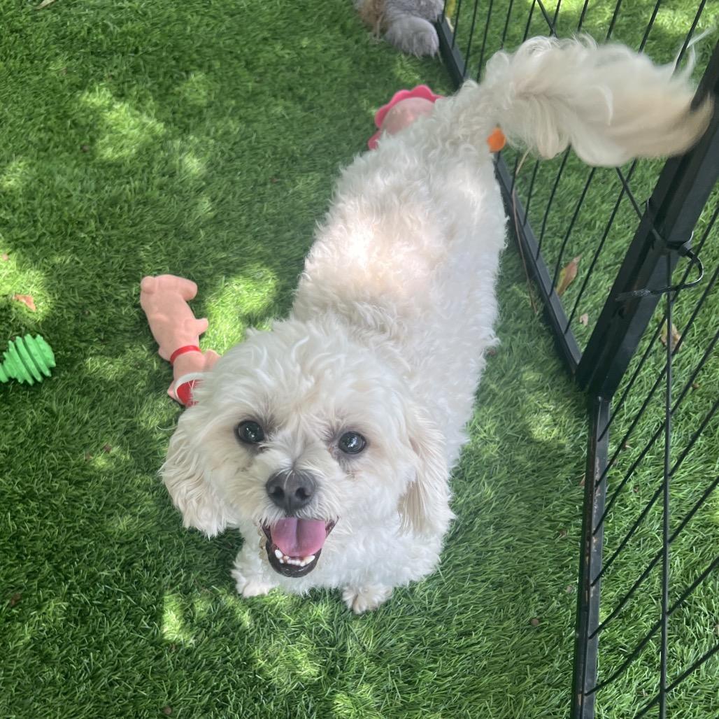 Enlarge Peter, a Adoptable Maltese in North Port, FL image 1/1