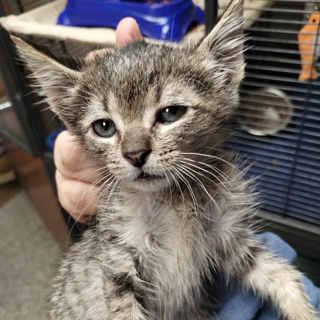 Bones (McGee), Adoptable, Adult Male Domestic Short Hair.