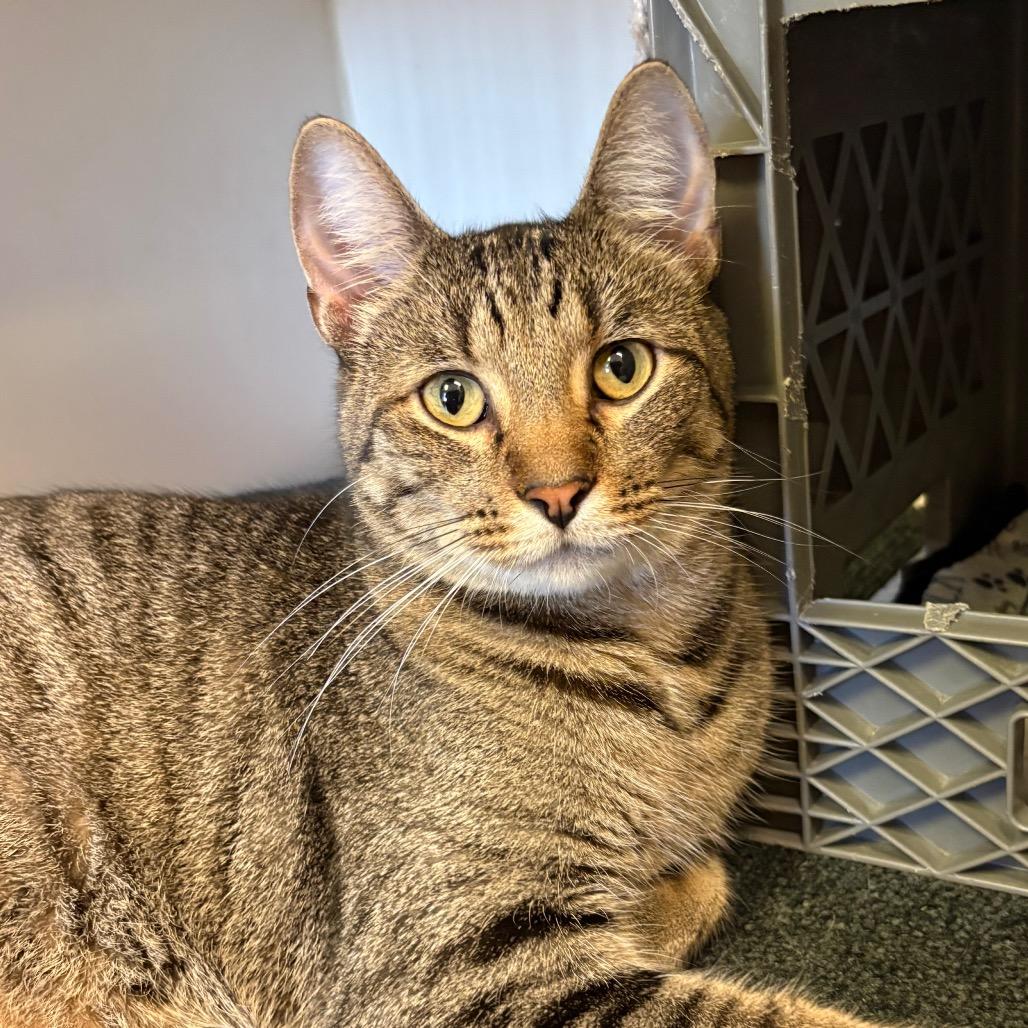 Enlarge Bones (McGee), a Adoptable Domestic Short Hair in Norfolk, NE image 2/3