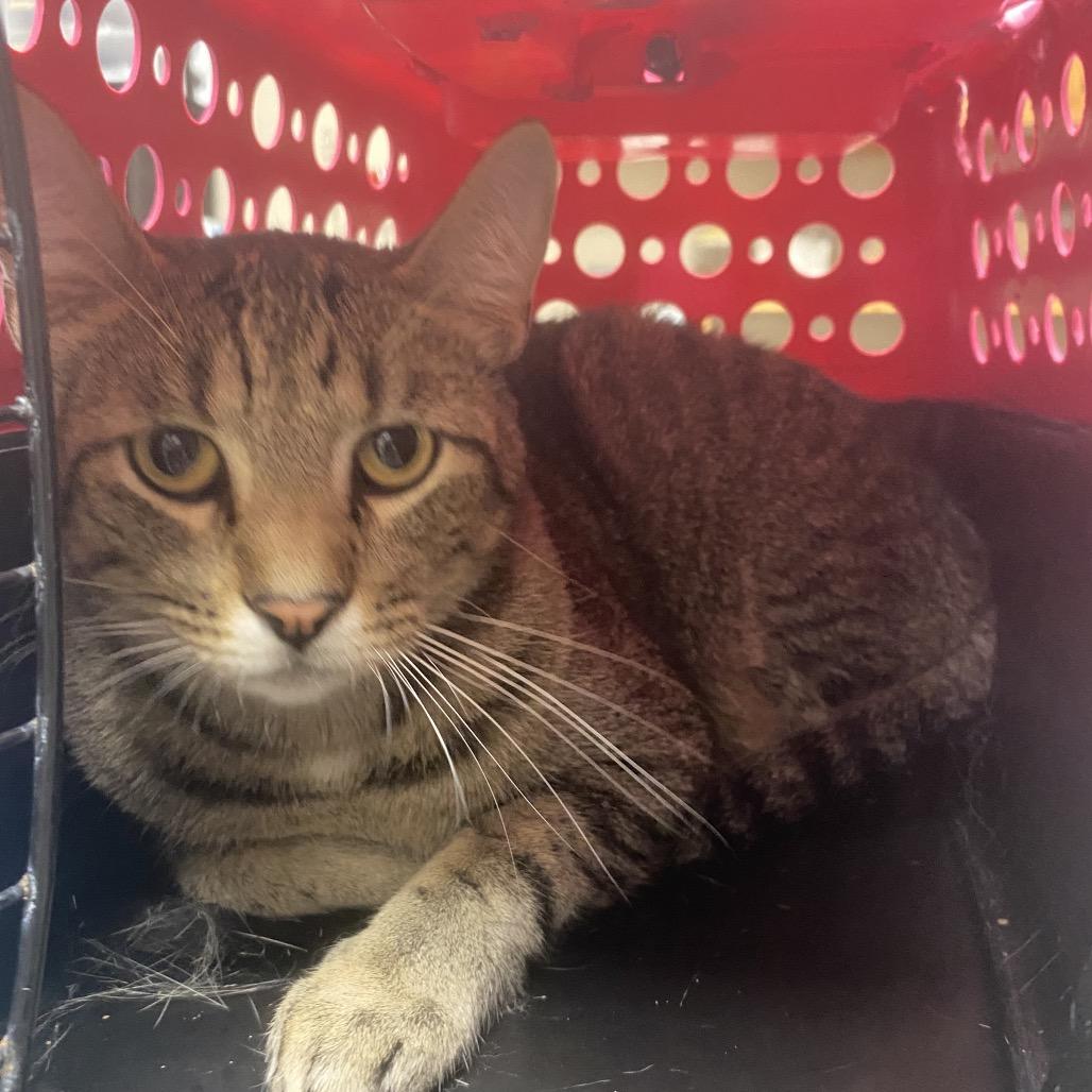 Enlarge Bones (McGee), a Adoptable Domestic Short Hair in Norfolk, NE image 3/3