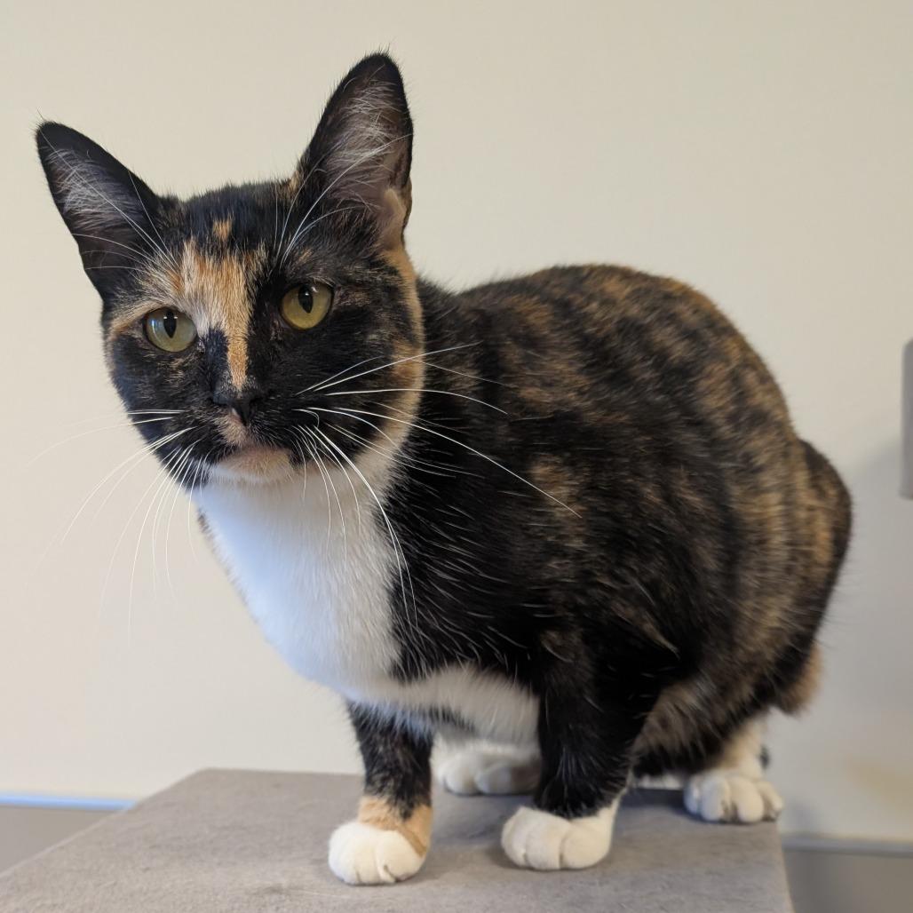 Enlarge Felicity, a Adoptable Domestic Short Hair in Sonoma, CA image 1/3