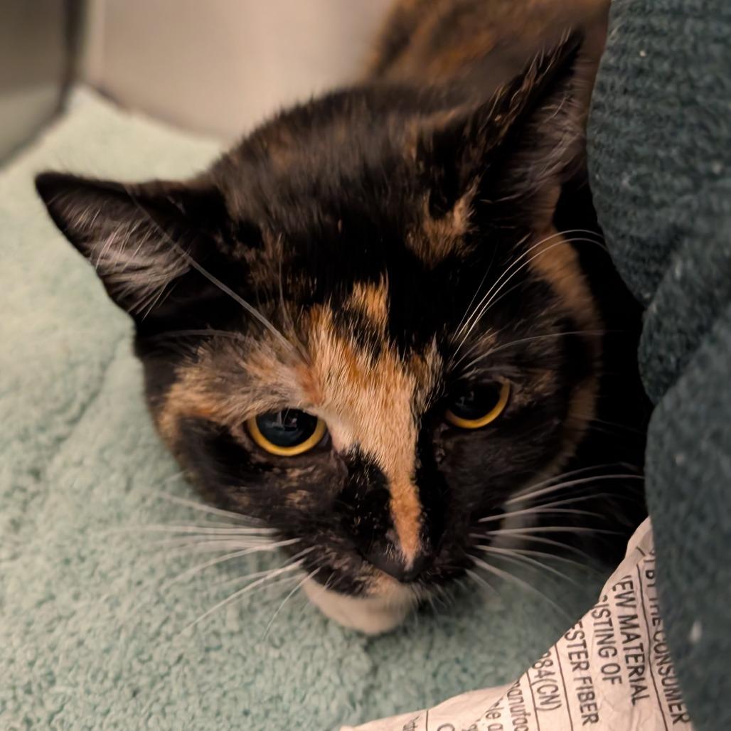 Enlarge Felicity, a Adoptable Domestic Short Hair in Sonoma, CA image 2/3
