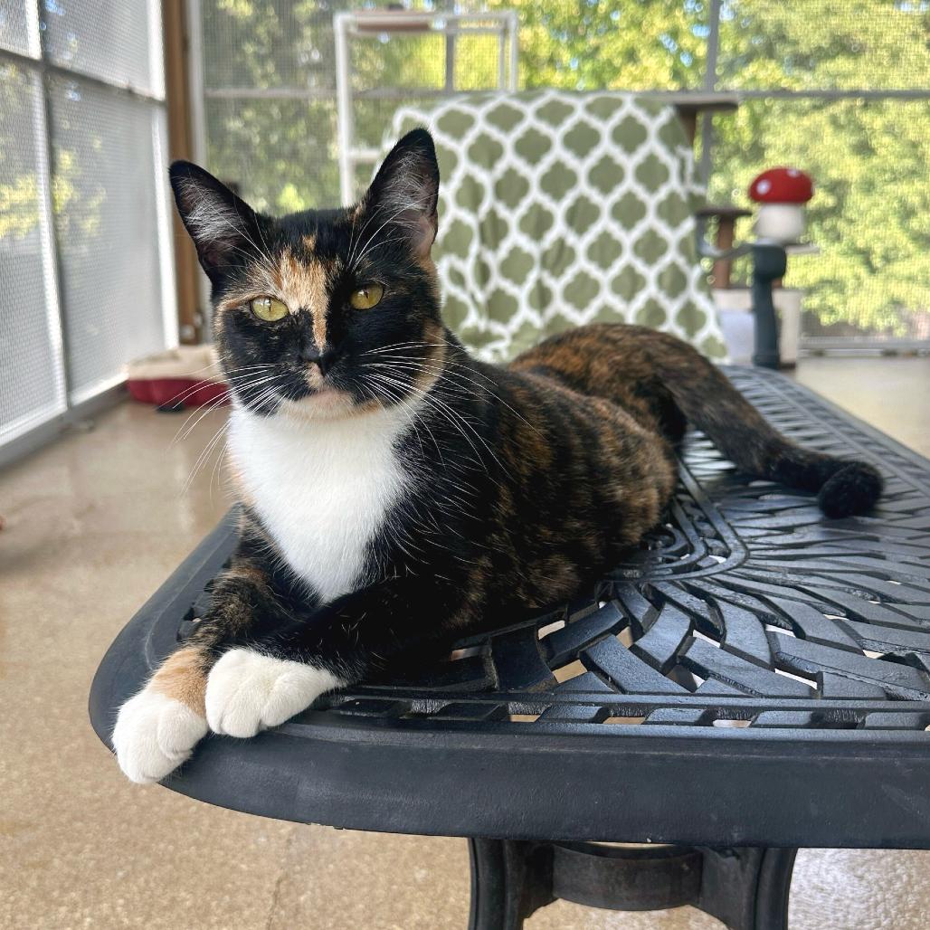 Enlarge Felicity, a Adoptable Domestic Short Hair in Sonoma, CA image 3/3