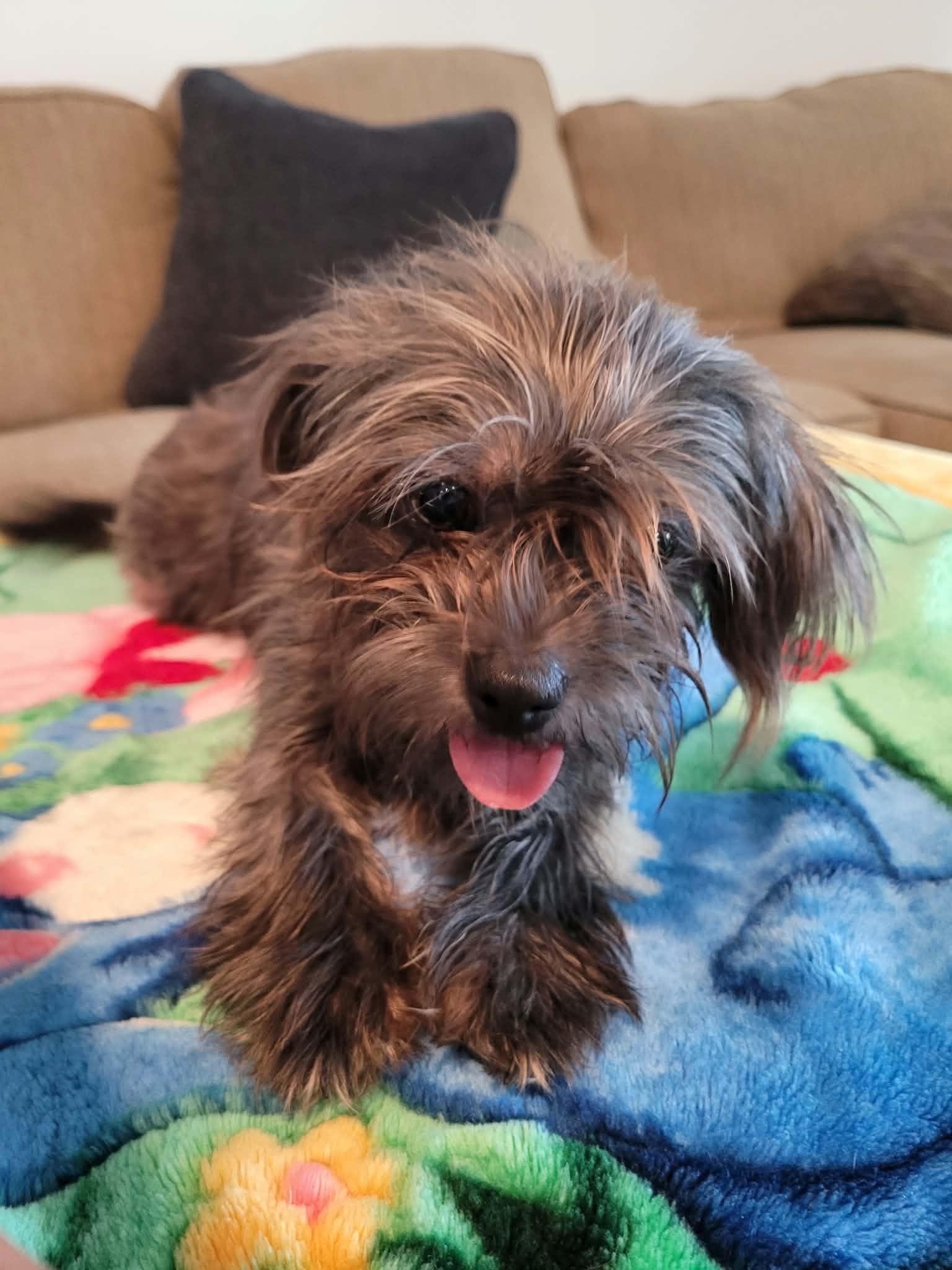 Enlarge Daisy, a Adopted mixed breed in Nashua, NH image 4/6