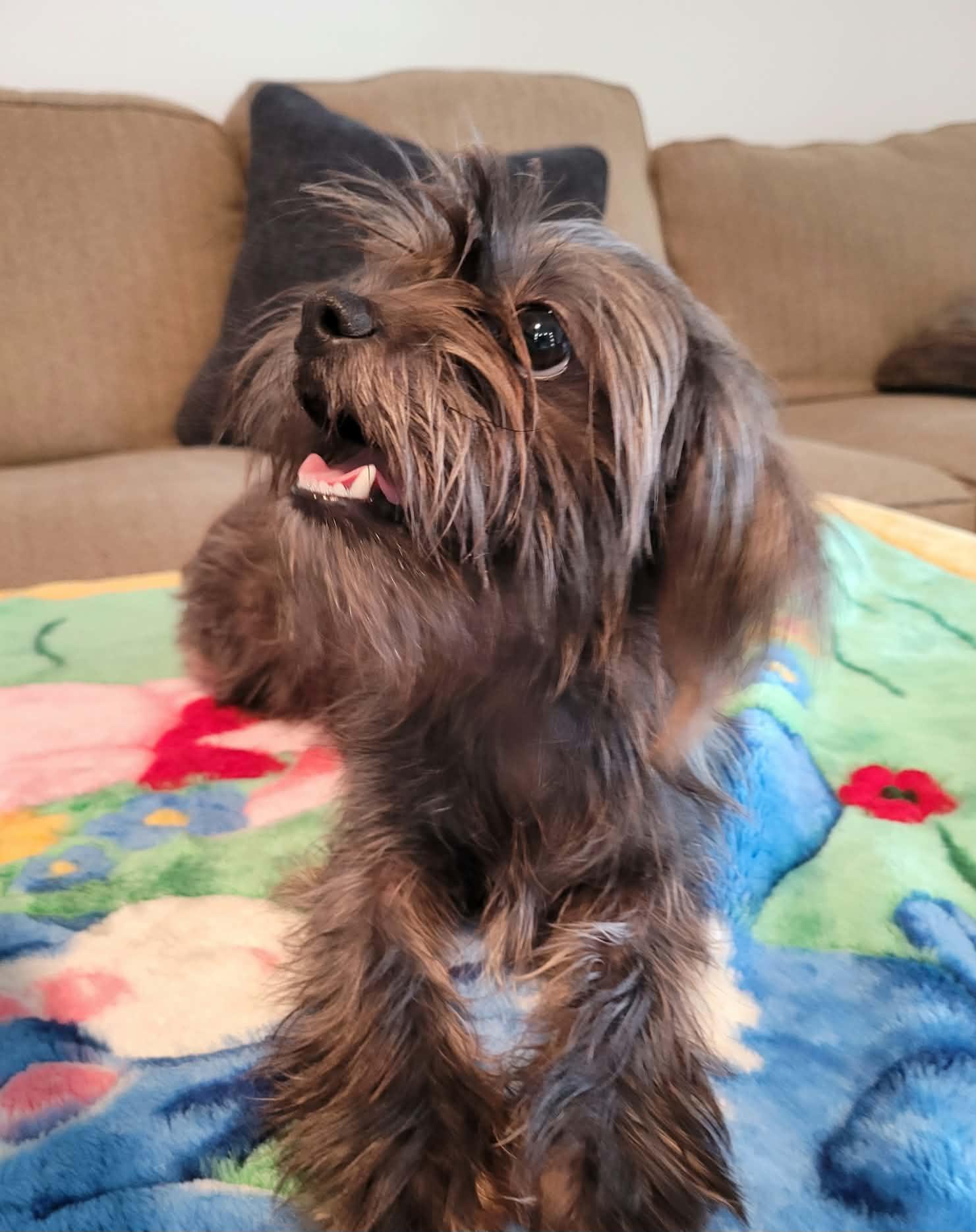 Enlarge Daisy, a Adopted mixed breed in Nashua, NH image 1/6