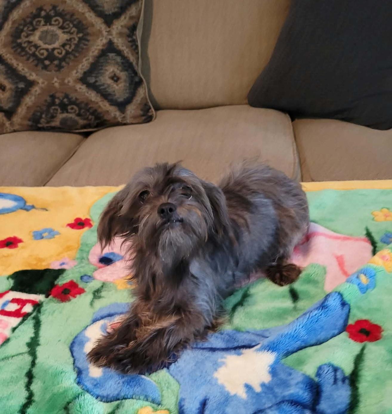 Enlarge Daisy, a Adopted mixed breed in Nashua, NH image 2/6