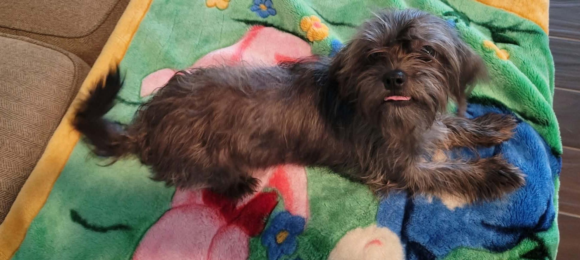Enlarge Daisy, a Adopted mixed breed in Nashua, NH image 5/6