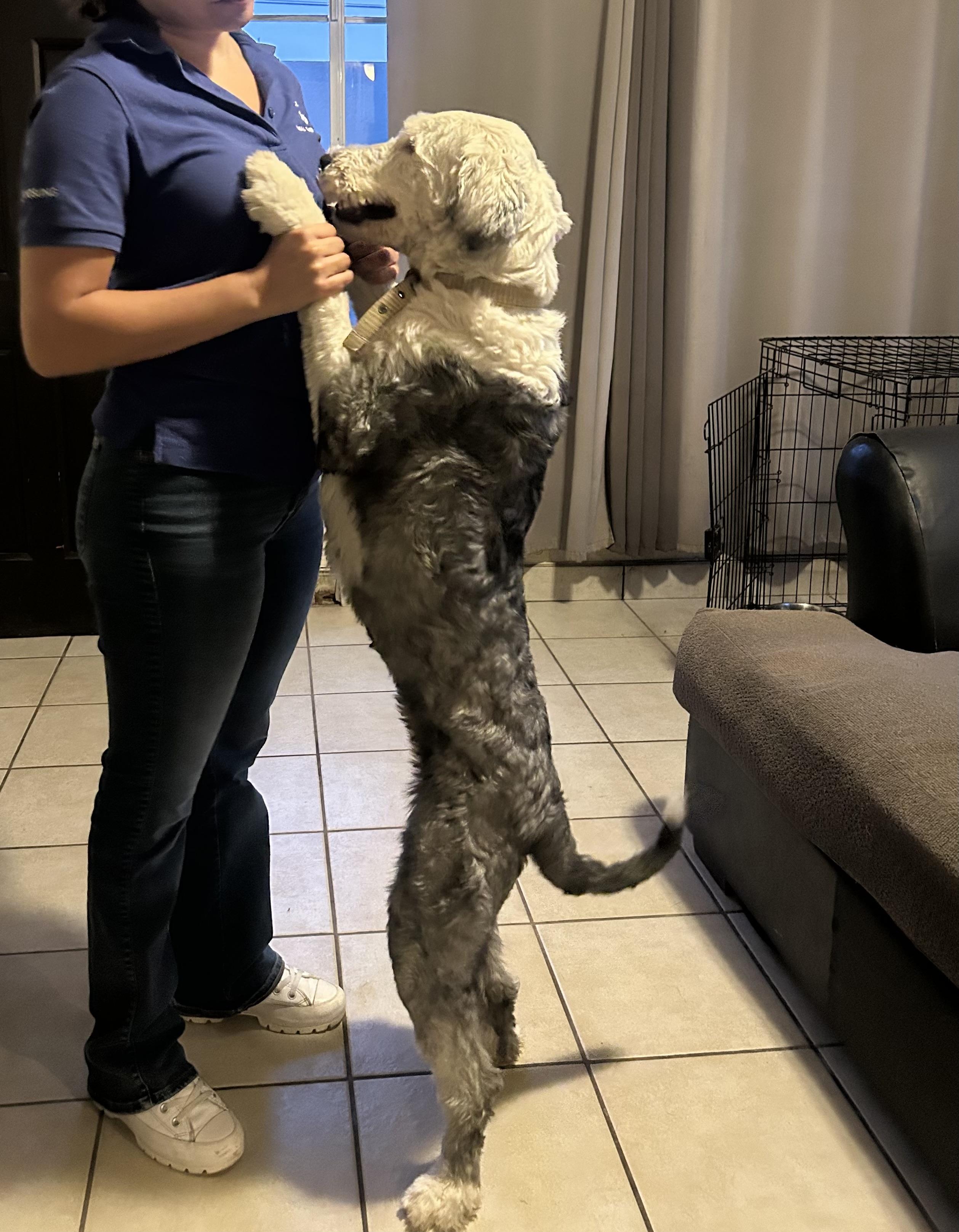 Enlarge Miranda, a ADOPTABLE Old English Sheepdog in San Diego, CA image 4/6
