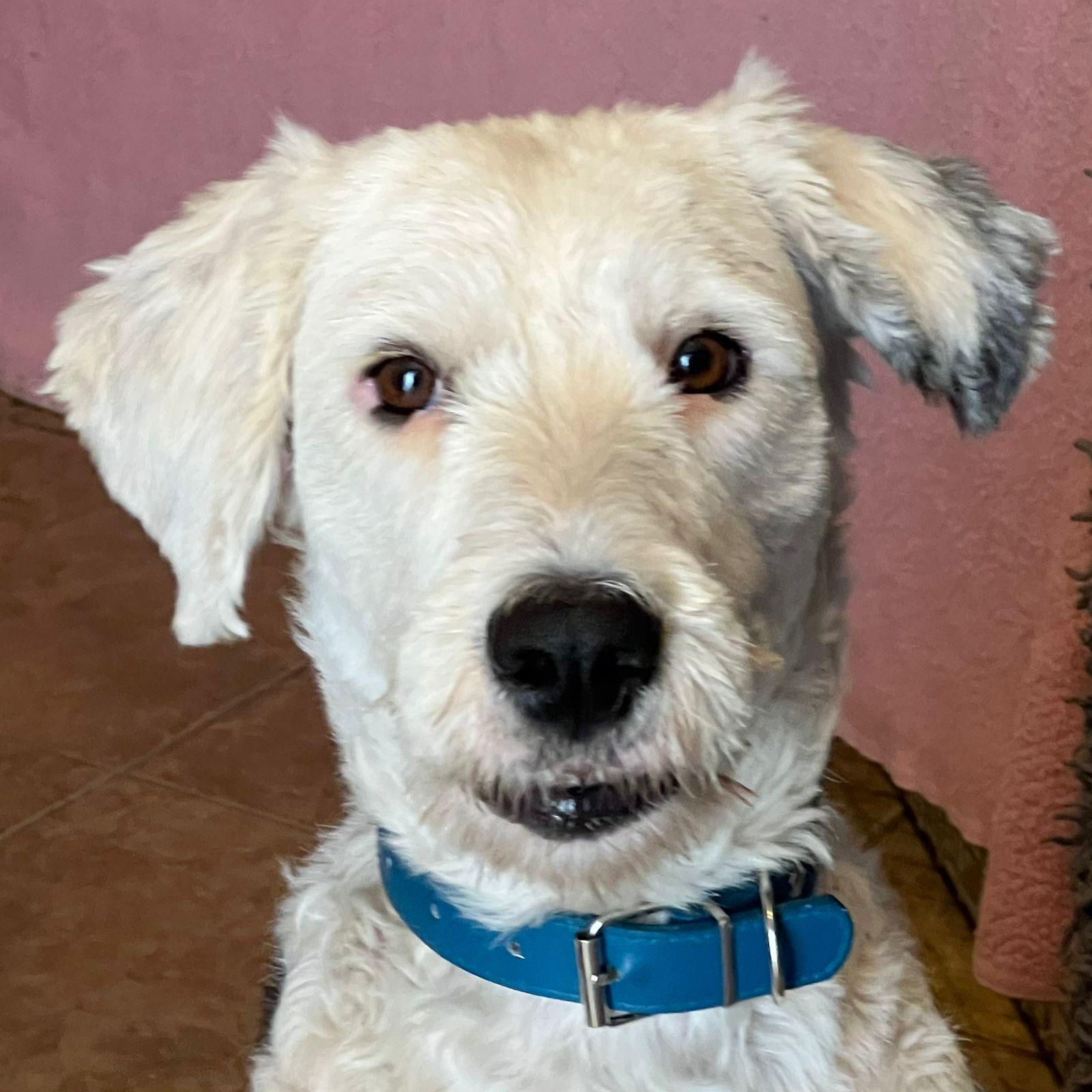 Enlarge Miranda, a ADOPTABLE Old English Sheepdog in San Diego, CA image 3/6