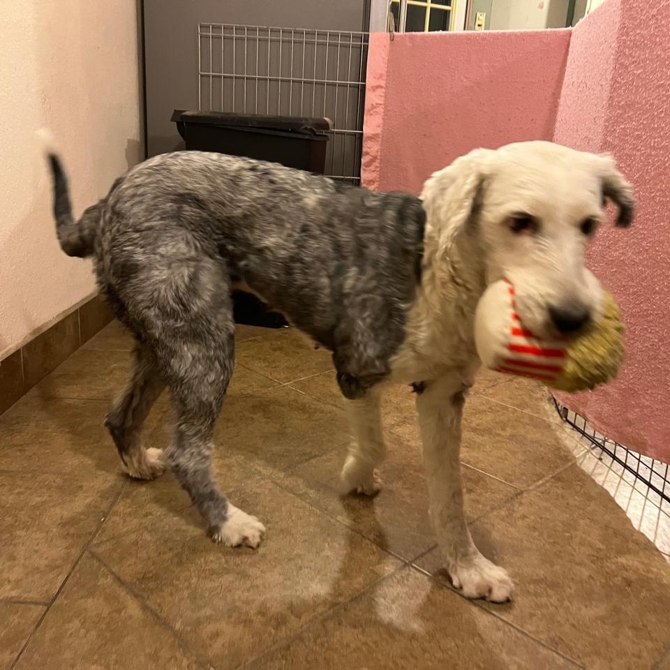 Enlarge Miranda, a ADOPTABLE Old English Sheepdog in San Diego, CA image 2/6