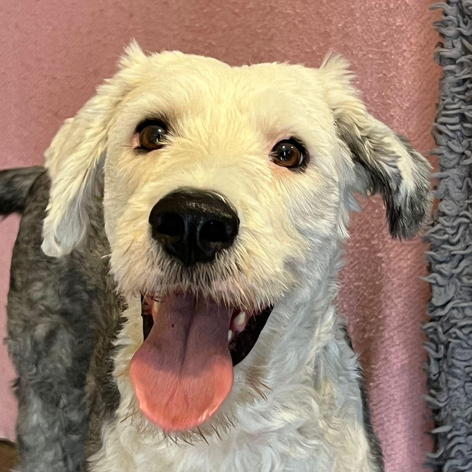 Enlarge Miranda, a ADOPTABLE Old English Sheepdog in San Diego, CA image 6/6