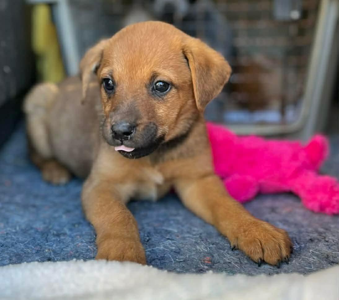 Enlarge Sable, a ADOPTABLE mixed breed in Centerville, TN image 2/2