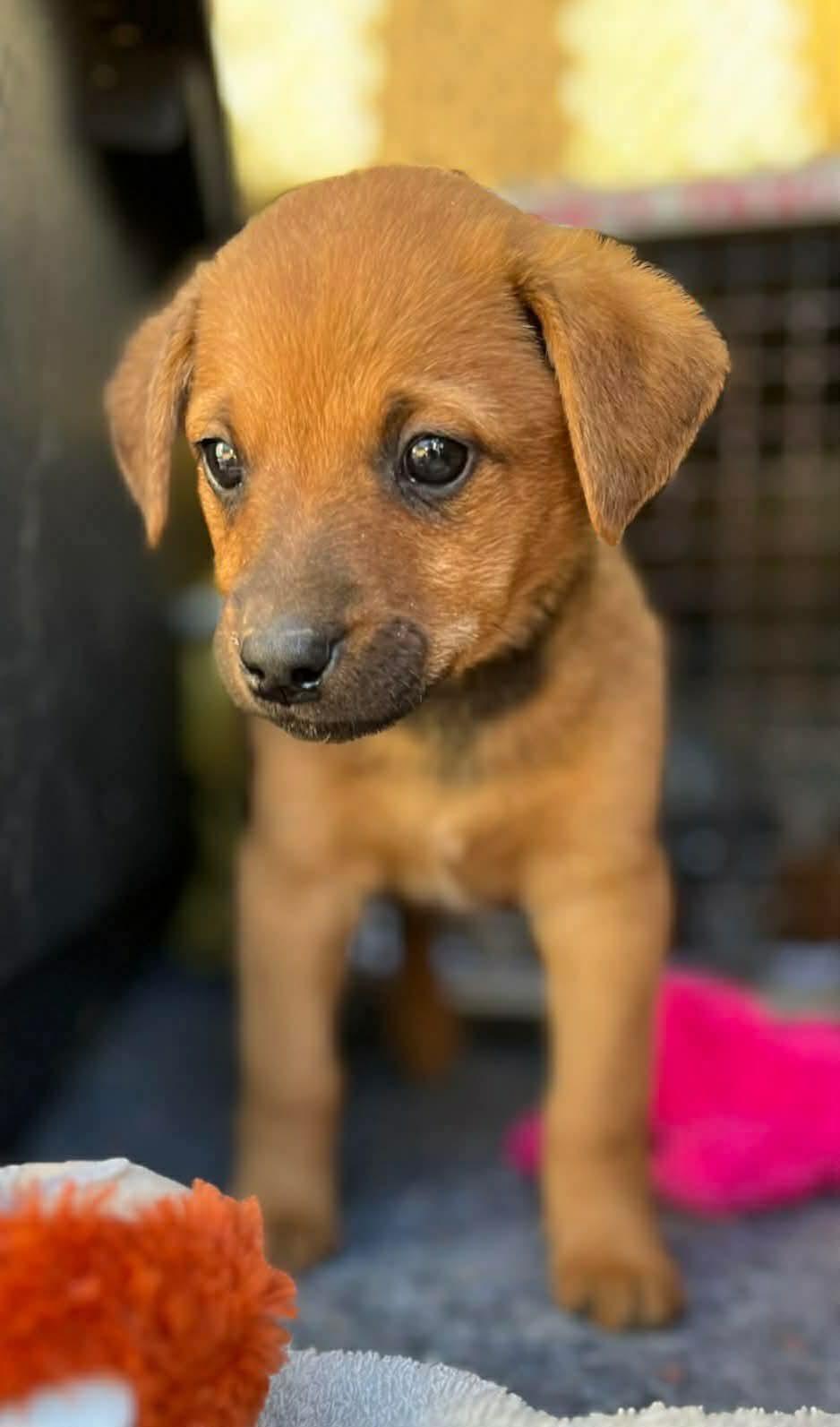 Enlarge Sable, a ADOPTABLE mixed breed in Centerville, TN image 1/2