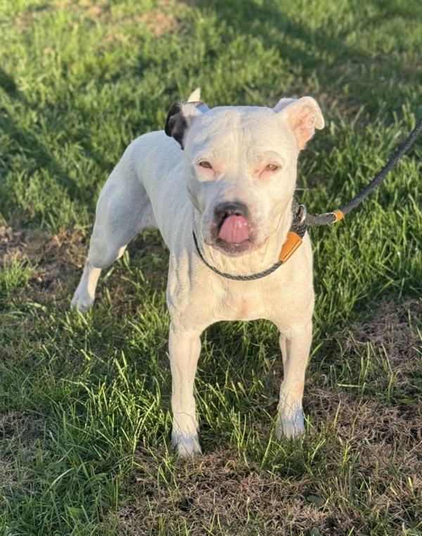 Enlarge Pip, a Adoptable mixed breed in Lancaster, OH image 2/2